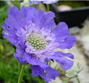 Scabiosa caucasica 'Fama Deep Blue'