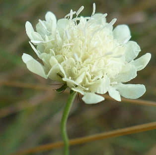 Scabiosa ochroleuca