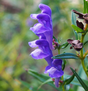 Scutellaria baïcalensis
