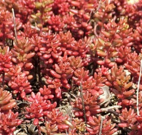 Sedum album var. murale