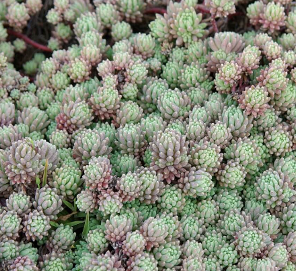 Sedum hispanicum 'Minus'