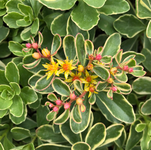 Sedum kamtschaticum 'Variegatum'