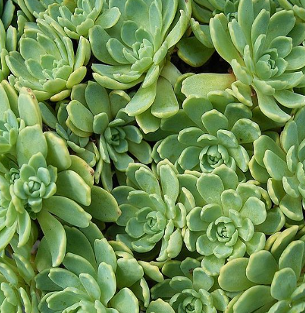 Sedum pachyclados