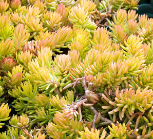 Sedum rupestris 'Angelina'