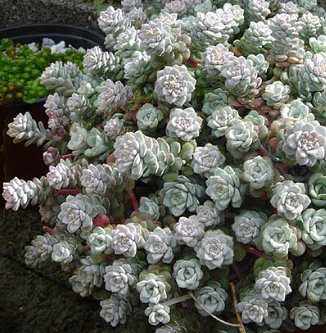 Sedum spathulifolium 'Cape Blanco'