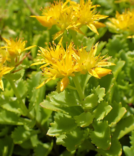 Sedum takesimense