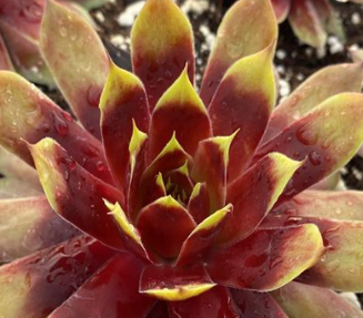 Sempervivum 'Gold Mine ®'