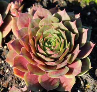 Sempervivum 'Othello'