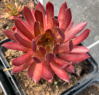 Sempervivum 'Polaris'