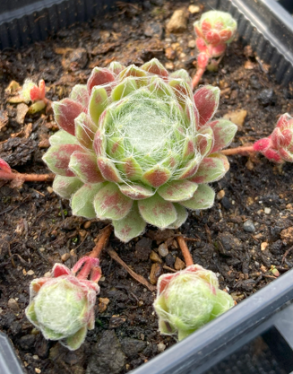 Sempervivum 'Quarkstuck'