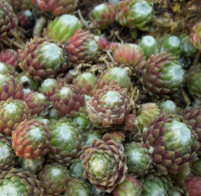 Sempervivum archnoideum 'Stansfieldii'