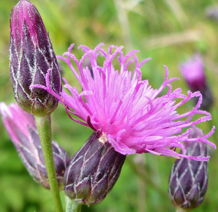 Serratula tinctoria