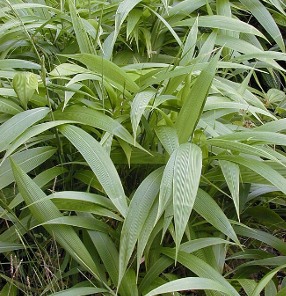 Setaria palmifolia