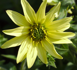 Silphium mohrii