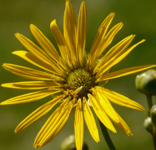 Silphium terebinthinaceum