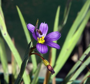 Sisyrinchium angustifolium