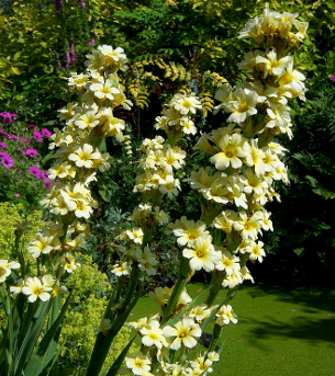 Sisyrinchium striatum