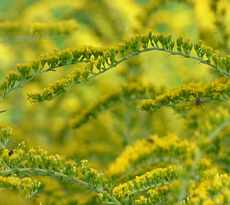 Solidago rugosa 'Fireworks'