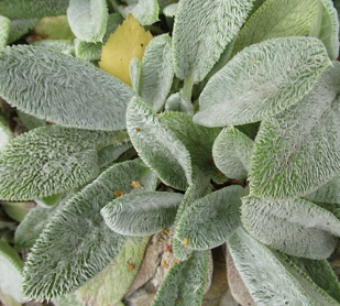 Stachys byzantina