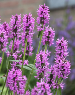 Stachys monieri 'Hummelo'