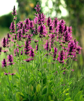 Stachys officinalis