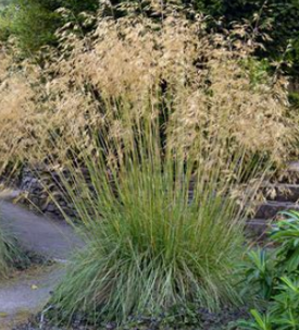 Stipa gigantea