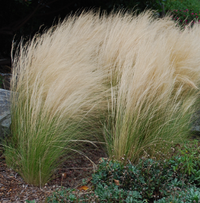 Stipa tenuissima