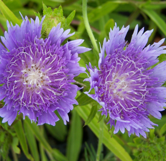 Stockesia laevis 'Blue Star'