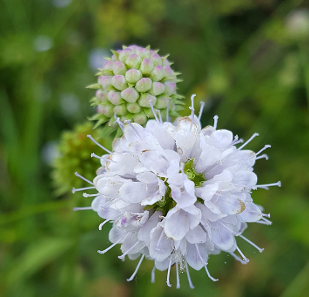 Succisella inflexa 'Frosted Pearl'