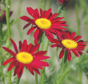 Tanacetum coccineum 'Robinson's Red'