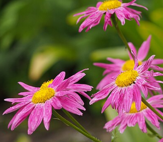 Tanacetum coccineum 'Robinson's Rose'