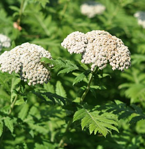 Tanacetum macrophyllum