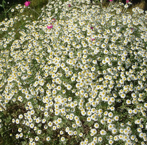 Tanacetum niveum 'Jackpot'