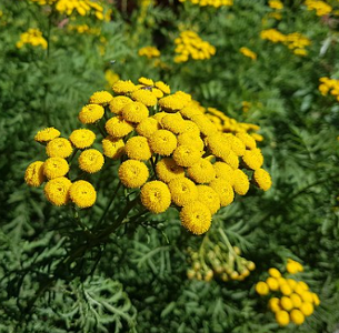 Tanacetum vulgare