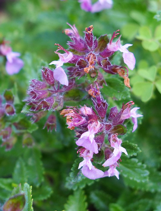 Teucrium chamaedrys