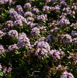 Thym citron - Thymus citriodorus