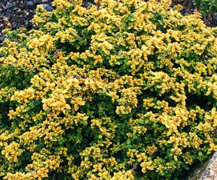 Thymus citriodorus 'Bertram Anderson'