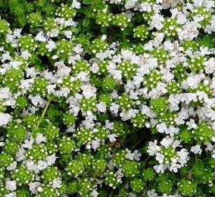 Thymus praecox 'Albiflorus'