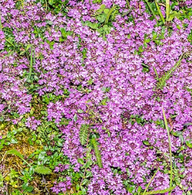 Thymus praecox 'Creeping Red'