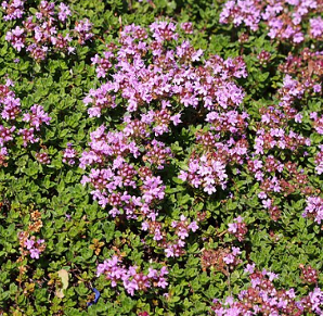 Thymus praecox