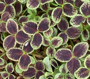Trifolium repens 'Dark Debbie'