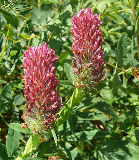 Trifolium rubens