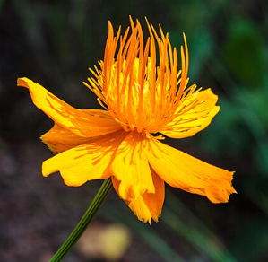 Trollius chinensis 'Golden Queen'