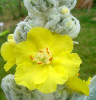 Verbascum bombyciferum