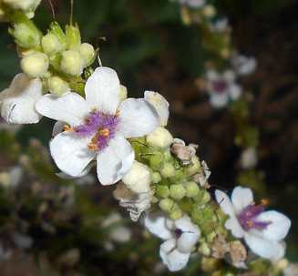 Verbascum chaixii 'Wedding Candles'