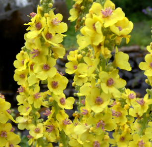 Verbascum chaixii 'Sixteen Candles'