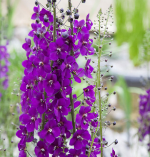 Verbascum phoeniceum 'Violetta'