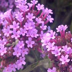 Verbena bonariensis