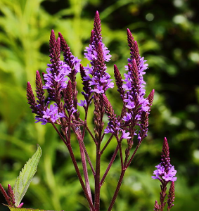 Verbena hastata