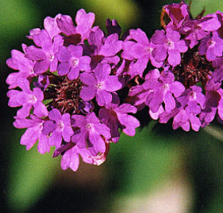 Verbena rigida